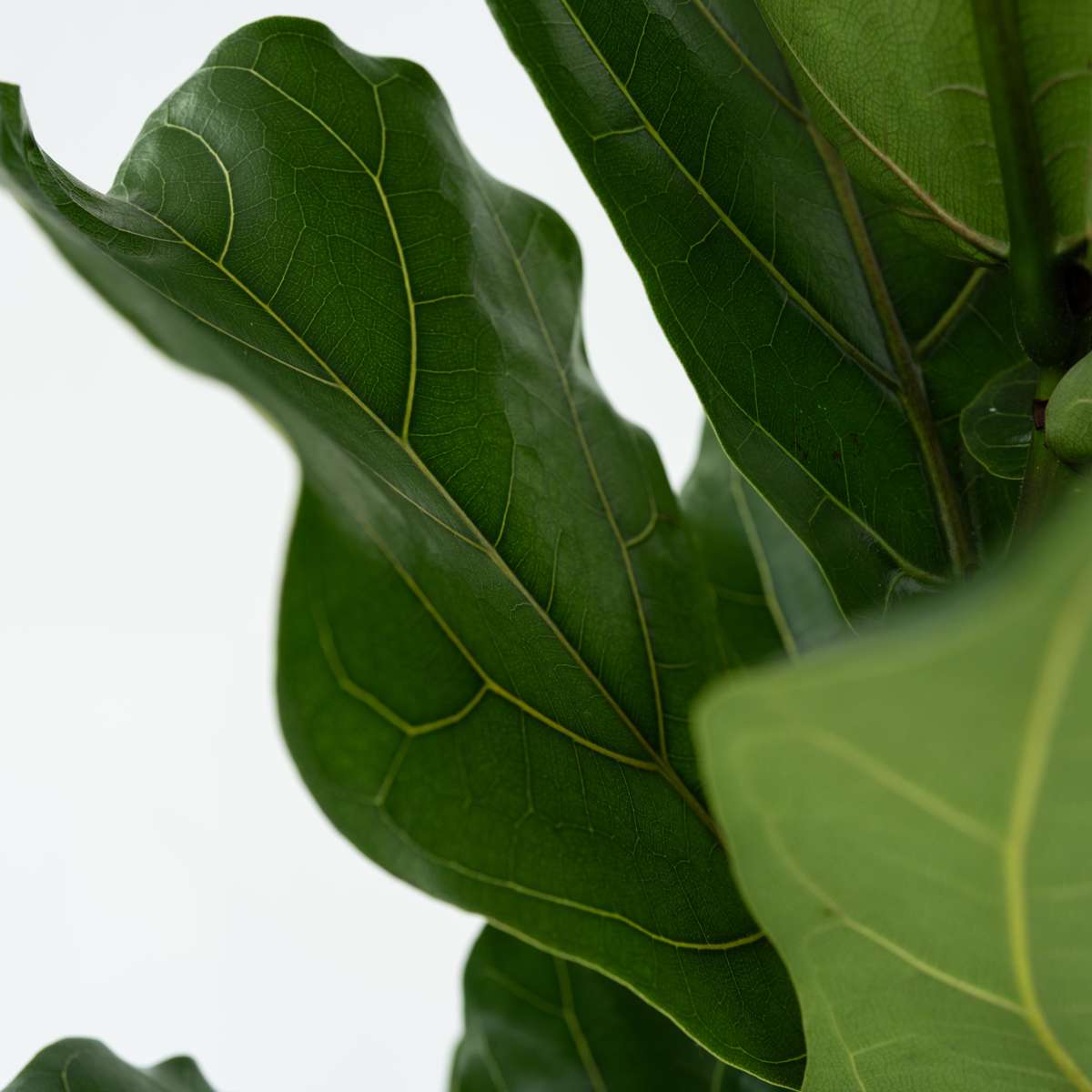 Fiddle Leaf Fig Ficus Lyrata Plant - Height 70-90cm
