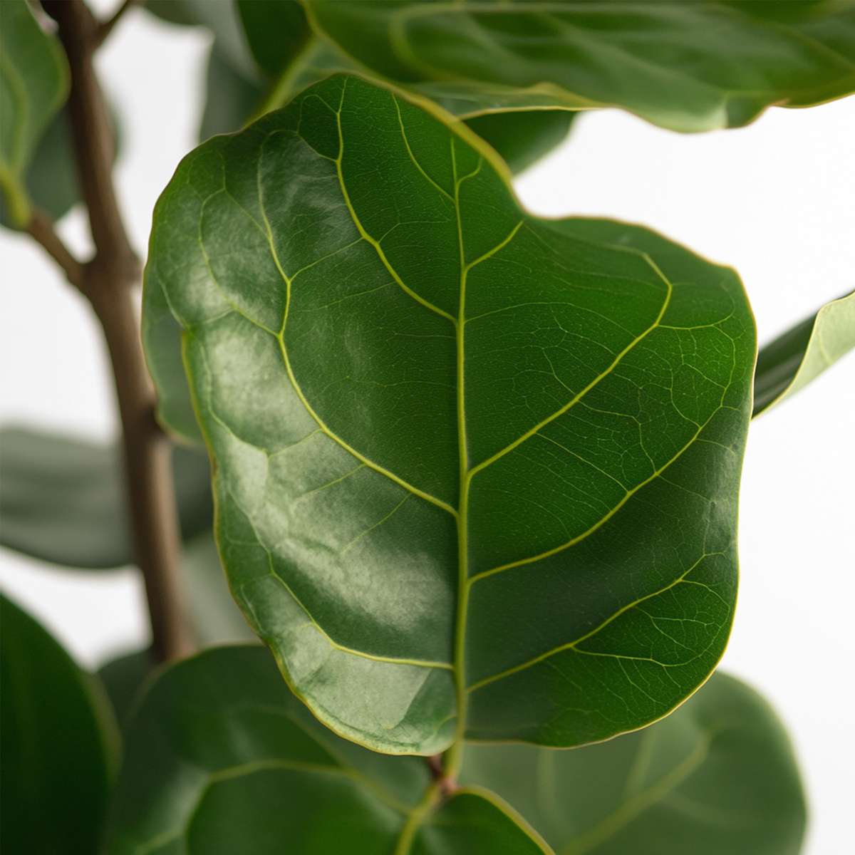 Fiddle Leaf Fig Ficus Lyrata Plant - Height 70-90cm
