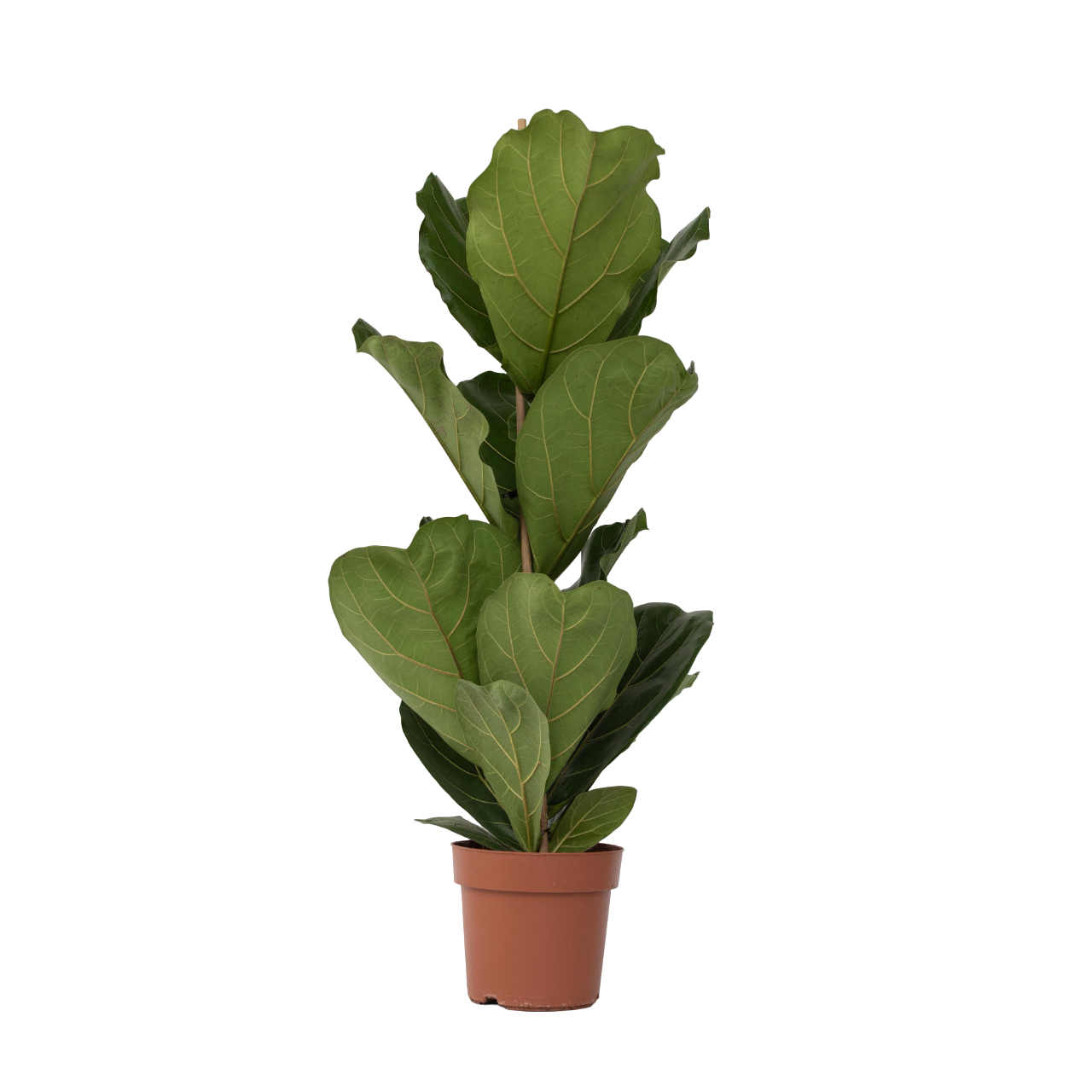 Fiddle Leaf Fig Ficus Lyrata Plant - Height 70-90cm