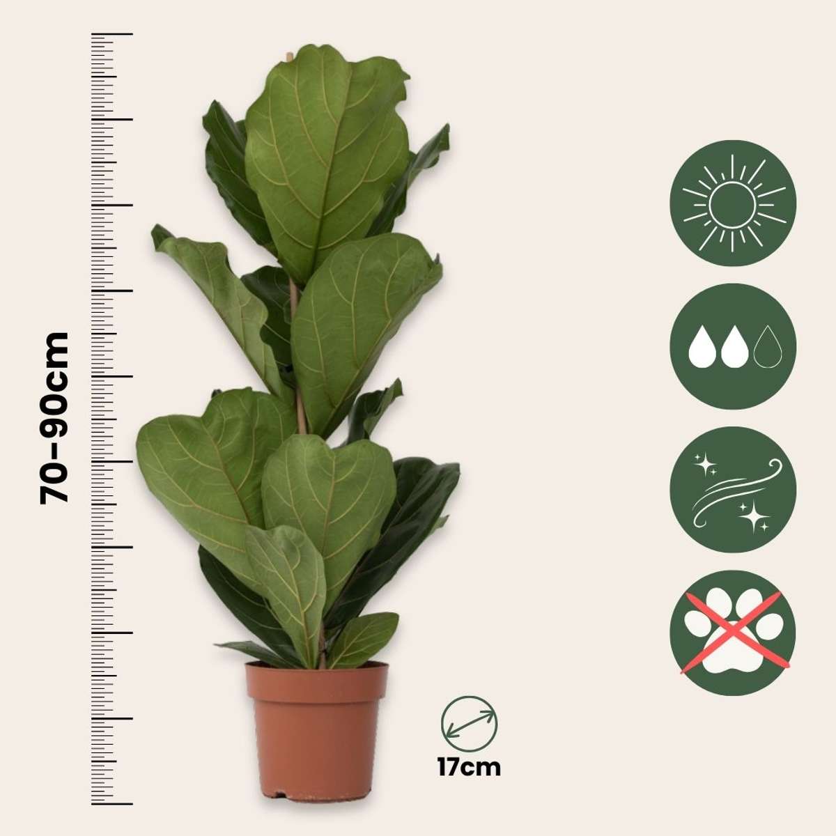 Fiddle Leaf Fig Ficus Lyrata Plant - Height 70-90cm