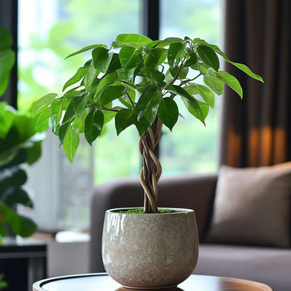 Money Tree Plant Pachira Aquatica - Height 60-70cm