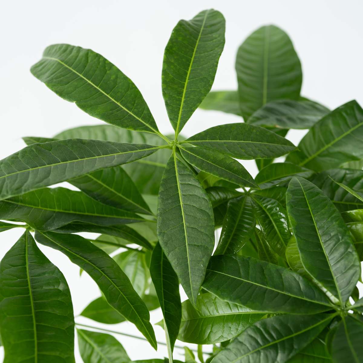Money Tree Plant Pachira Aquatica - Height 60-70cm