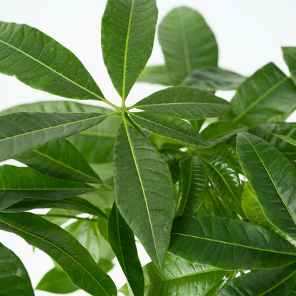 Money Tree Plant Pachira Aquatica - Height 60-70cm