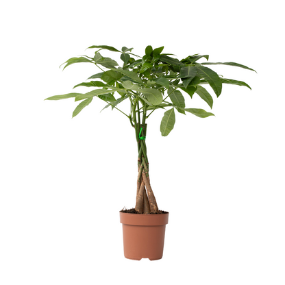 Money Tree Plant Pachira Aquatica - Height 60-70cm