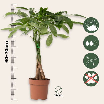 Money Tree Plant Pachira Aquatica - Height 60-70cm