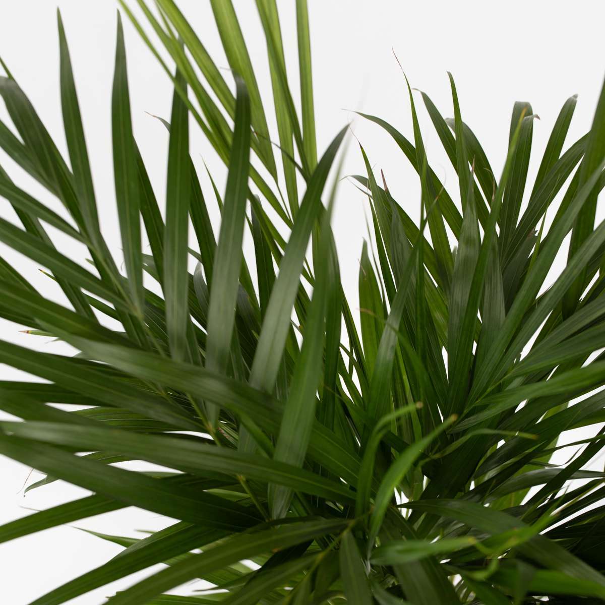 3510211_Closeup_01_SQ_48da33dd-38f1-497a-8a27-6f33ec6362be