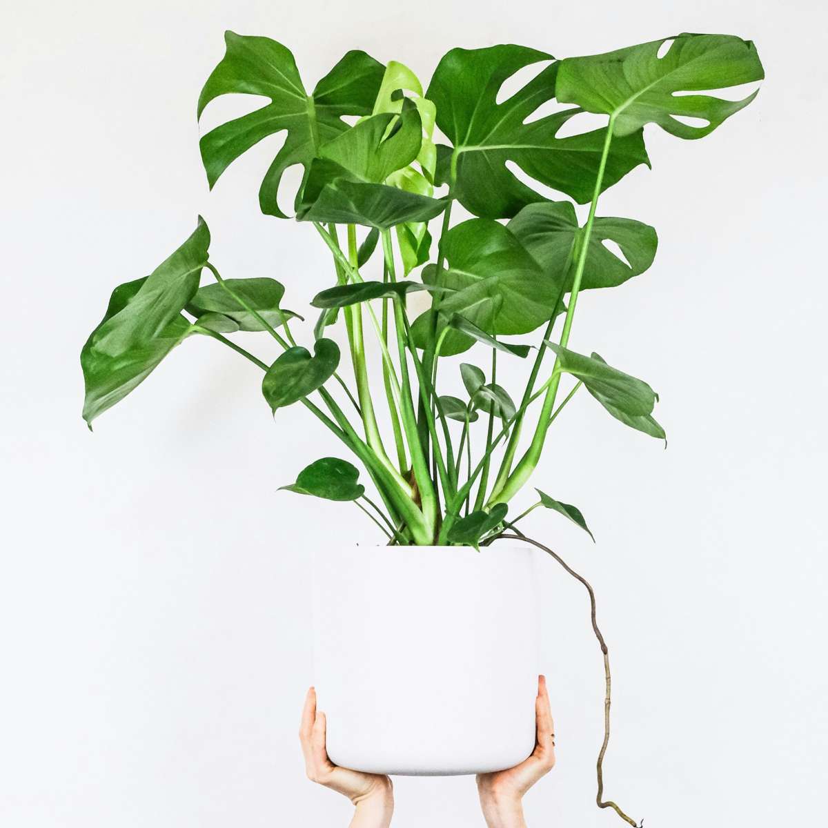 Monstera Deliciosa Houseplant Swiss Cheese Plant - Height 70-80cm