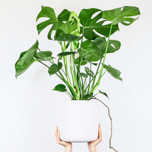 Monstera Deliciosa Houseplant Swiss Cheese Plant - Height 70-80cm