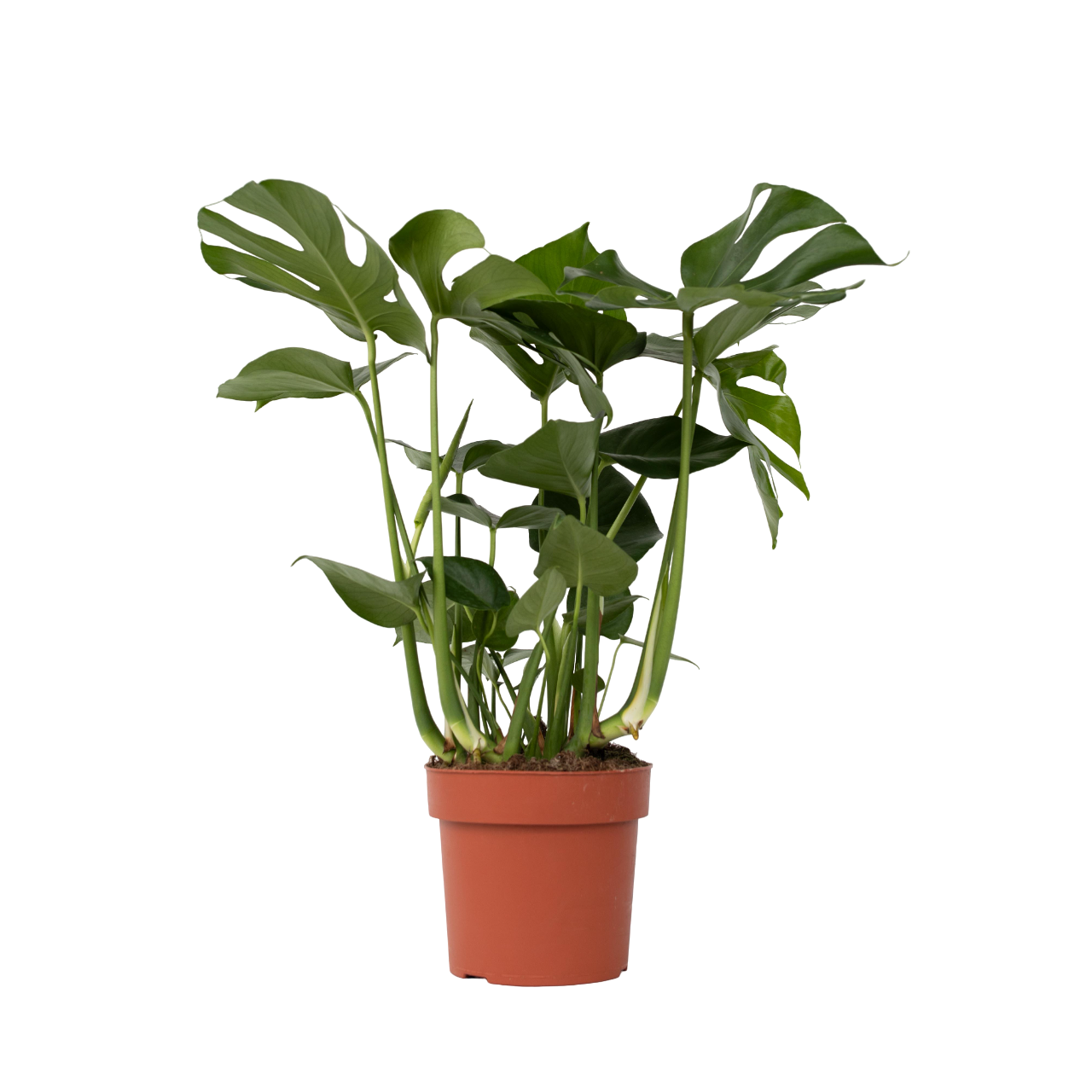 Monstera Deliciosa Houseplant Swiss Cheese Plant - Height 70-80cm