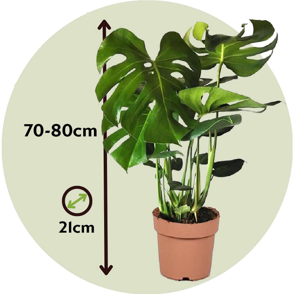 Monstera Deliciosa Houseplant Swiss Cheese Plant - Height 70-80cm
