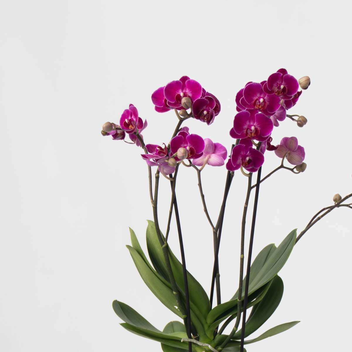 3513201-5801001_Closeup_01_SQ