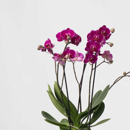 3513201-5801001_Closeup_01_SQ