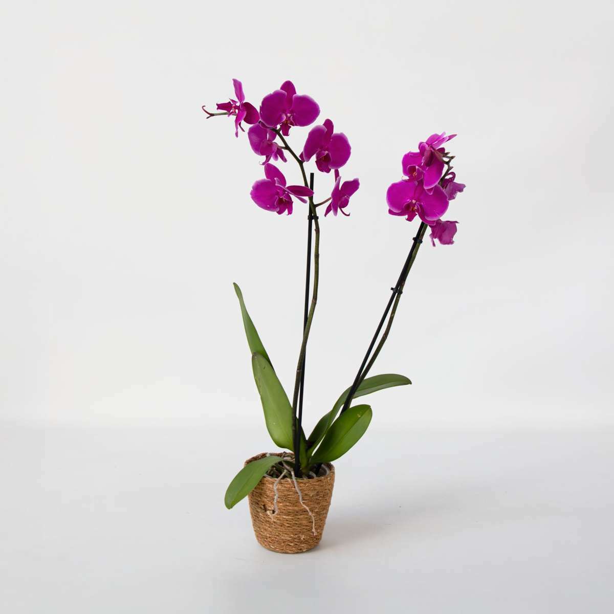 3514201-5801001_Productimage_01_SQ