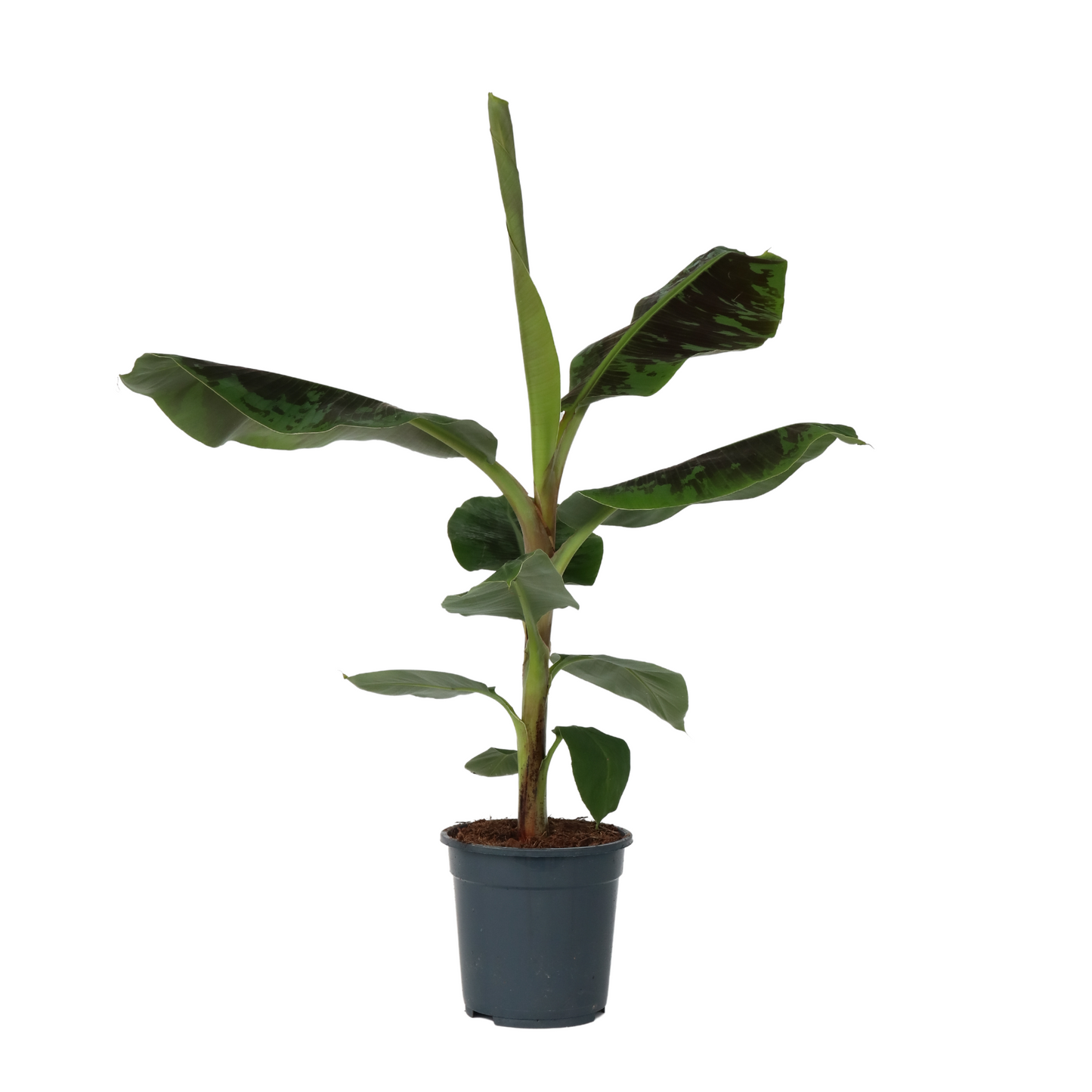 Musa Dwarf Cavendish Canary Banana Plant - Height 90-100cm