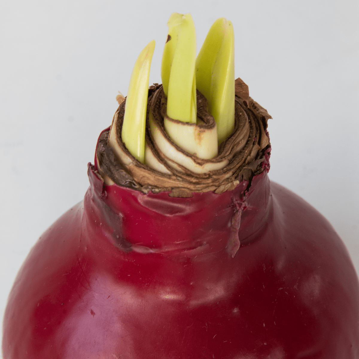 4007032_Closeup_01_SQ_2e29f224-1091-45a2-8d9a-c76f3e08b0fe