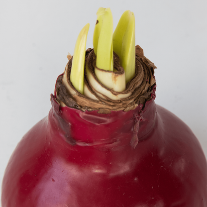 4007032_Closeup_01_SQ_2e29f224-1091-45a2-8d9a-c76f3e08b0fe