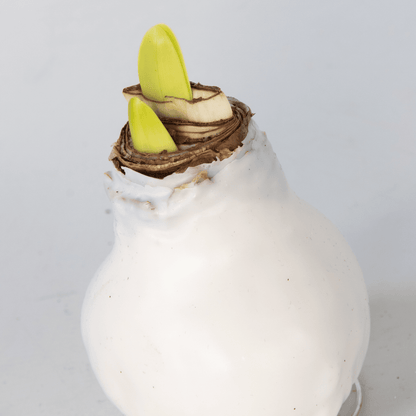 4007052_Close-up_01_SQ_191caa20-8074-4f85-a2ac-7d4b109c33a0