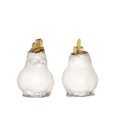 4007052_Productimage_03_SQ