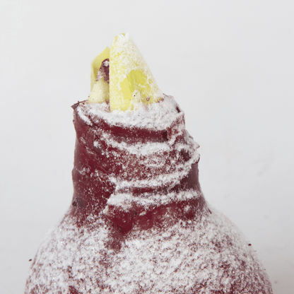 4029003_Close-up_02_SQ_de764cfd-32a0-436e-849e-56b242ed7b47