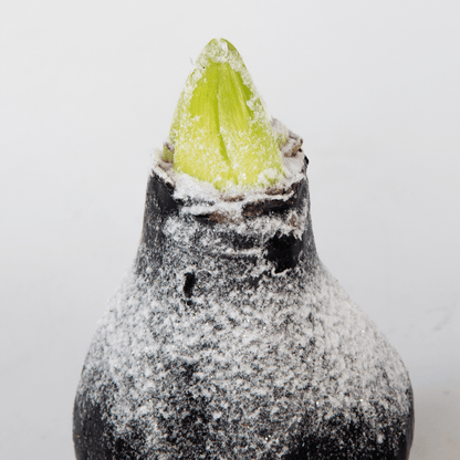 4029011_Close-up_01_SQ_c384e38b-0cfa-491b-911d-585dbe12c141