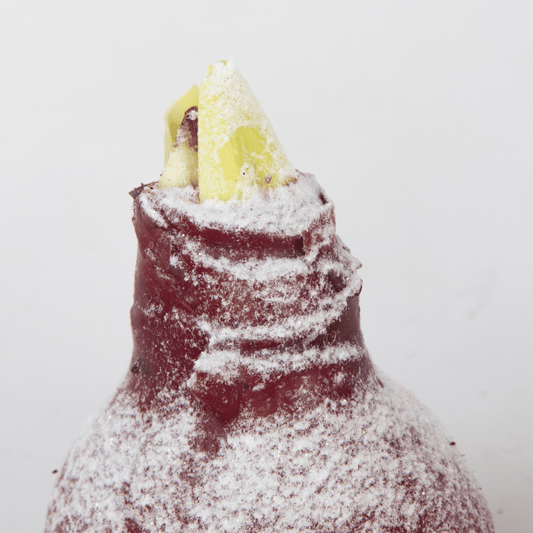 4029021_Close-up_01_SQ_62a92254-37e0-4275-a3c3-38b6dc7e541c