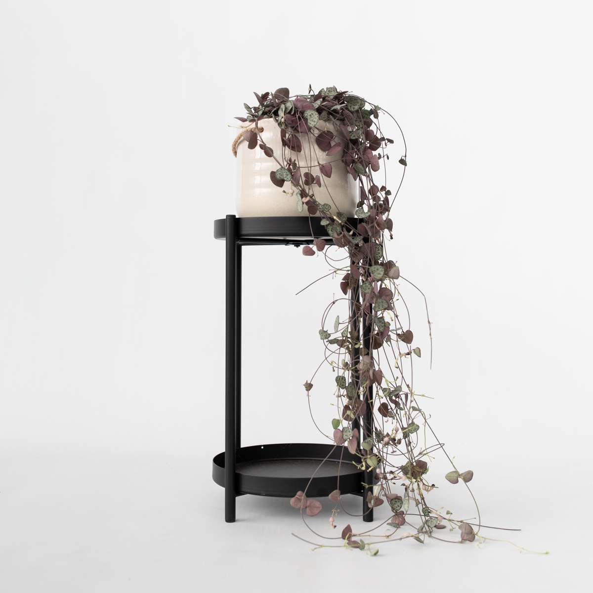 String of Hearts Plant Ceropegia linearis Woodii - Height 20-30cm