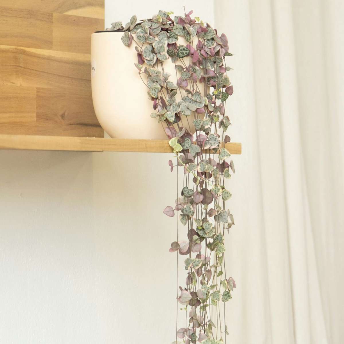 String of Hearts Plant Ceropegia linearis Woodii - Height 20-30cm