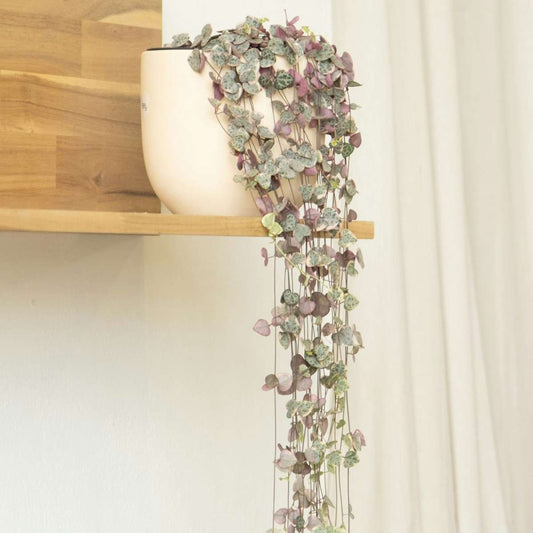 String of Hearts Plant Ceropegia linearis Woodii - Height 20-30cm
