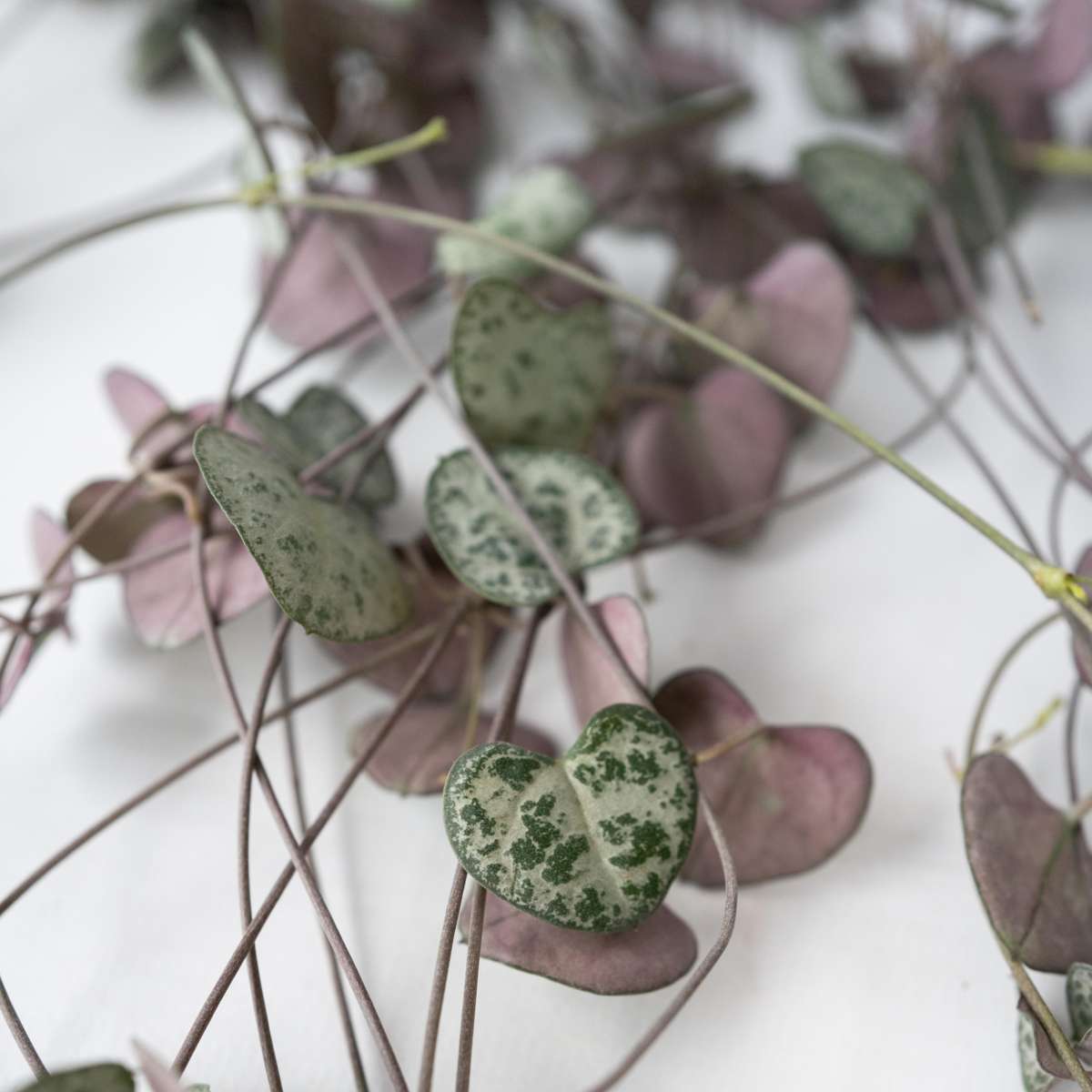String of Hearts Plant Ceropegia linearis Woodii - Height 20-30cm