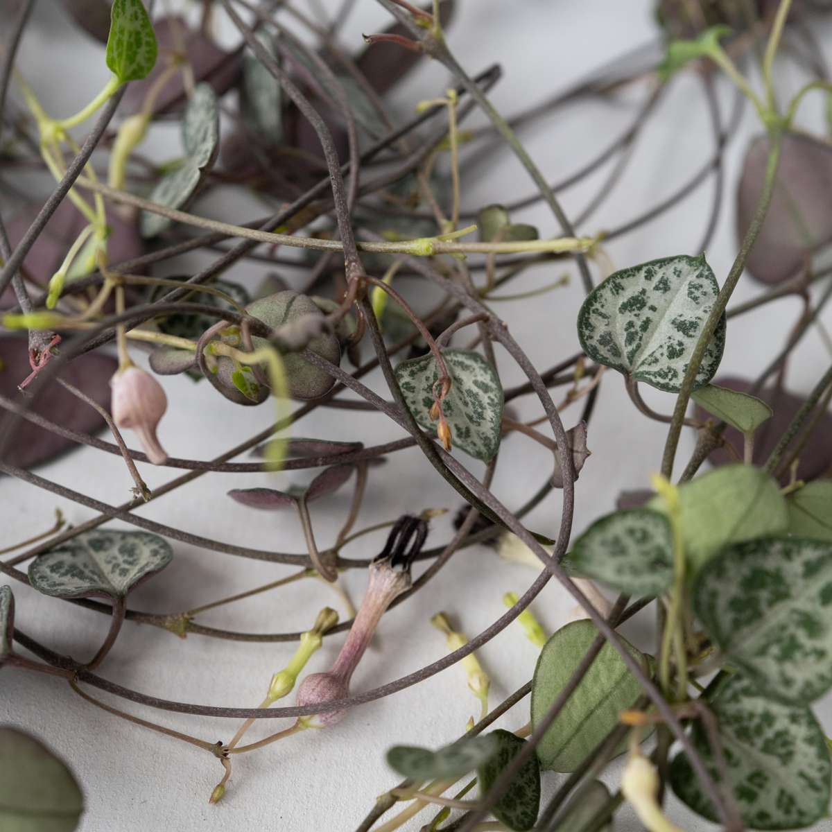 String of Hearts Plant Ceropegia linearis Woodii - Height 20-30cm
