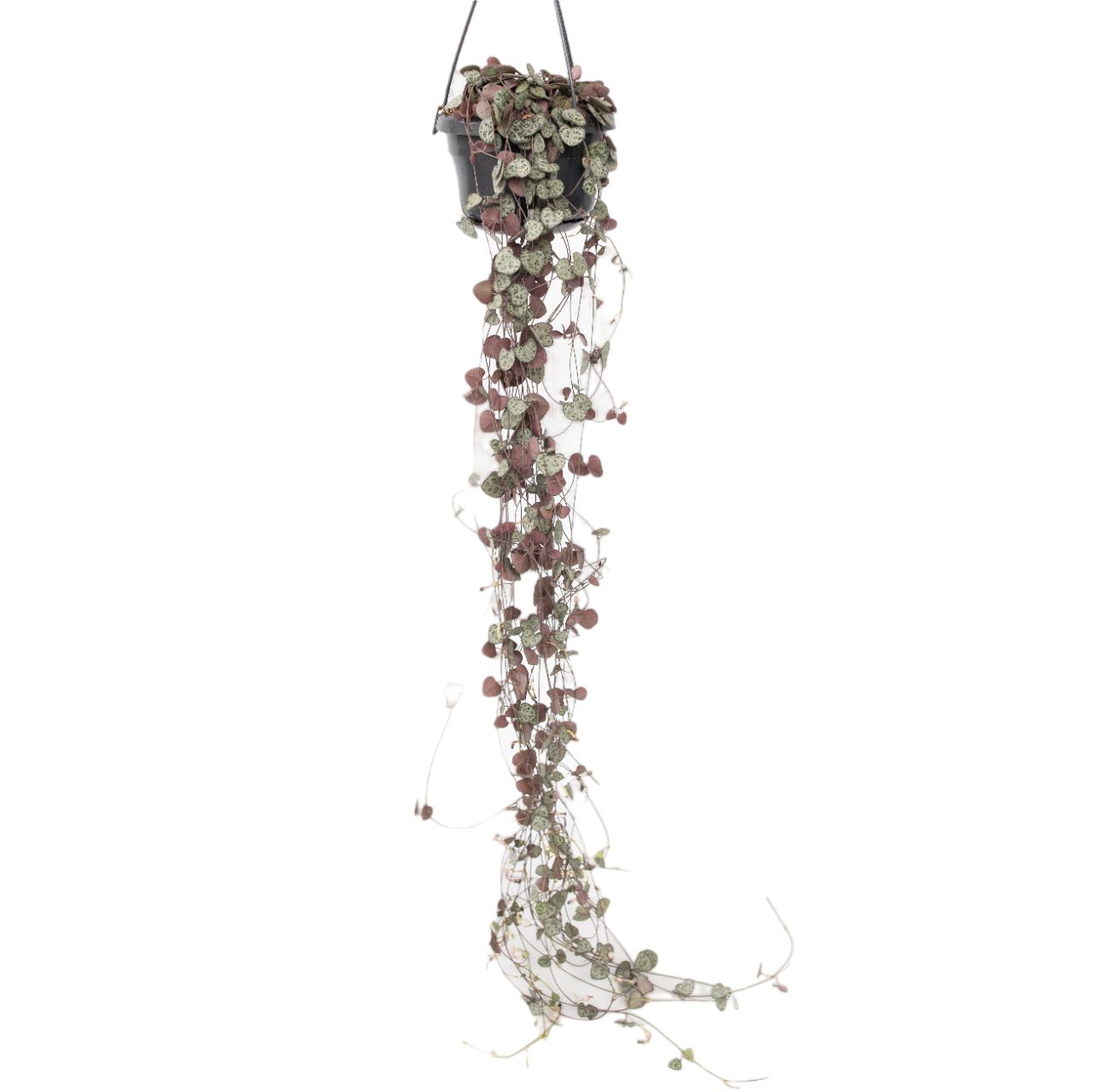 String of Hearts Plant Ceropegia linearis Woodii - Height 20-30cm