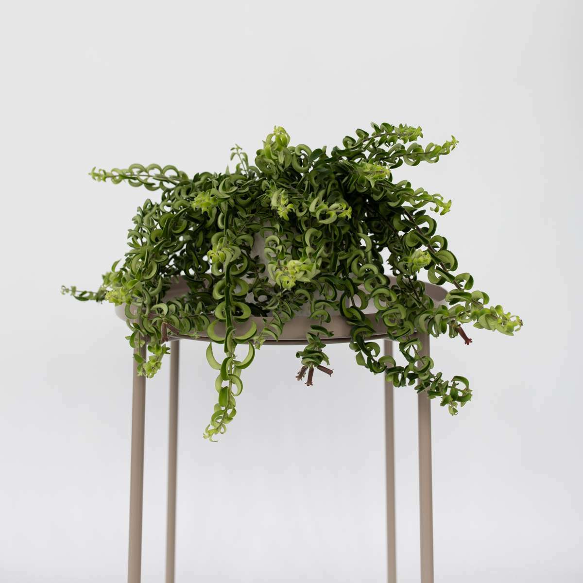 4230152_Atmosphere_01_SQ_c32e019f-35ee-45d9-a39b-1ca9b8673262