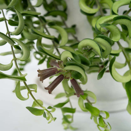 4230152_Closeup_01_SQ