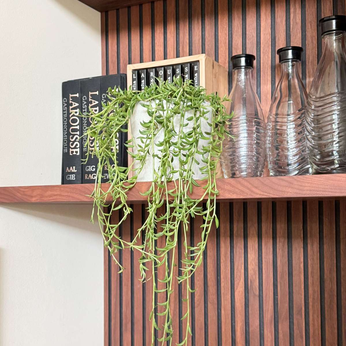 Senecio Radicans String of Bananas Plant - Height 10-20cm