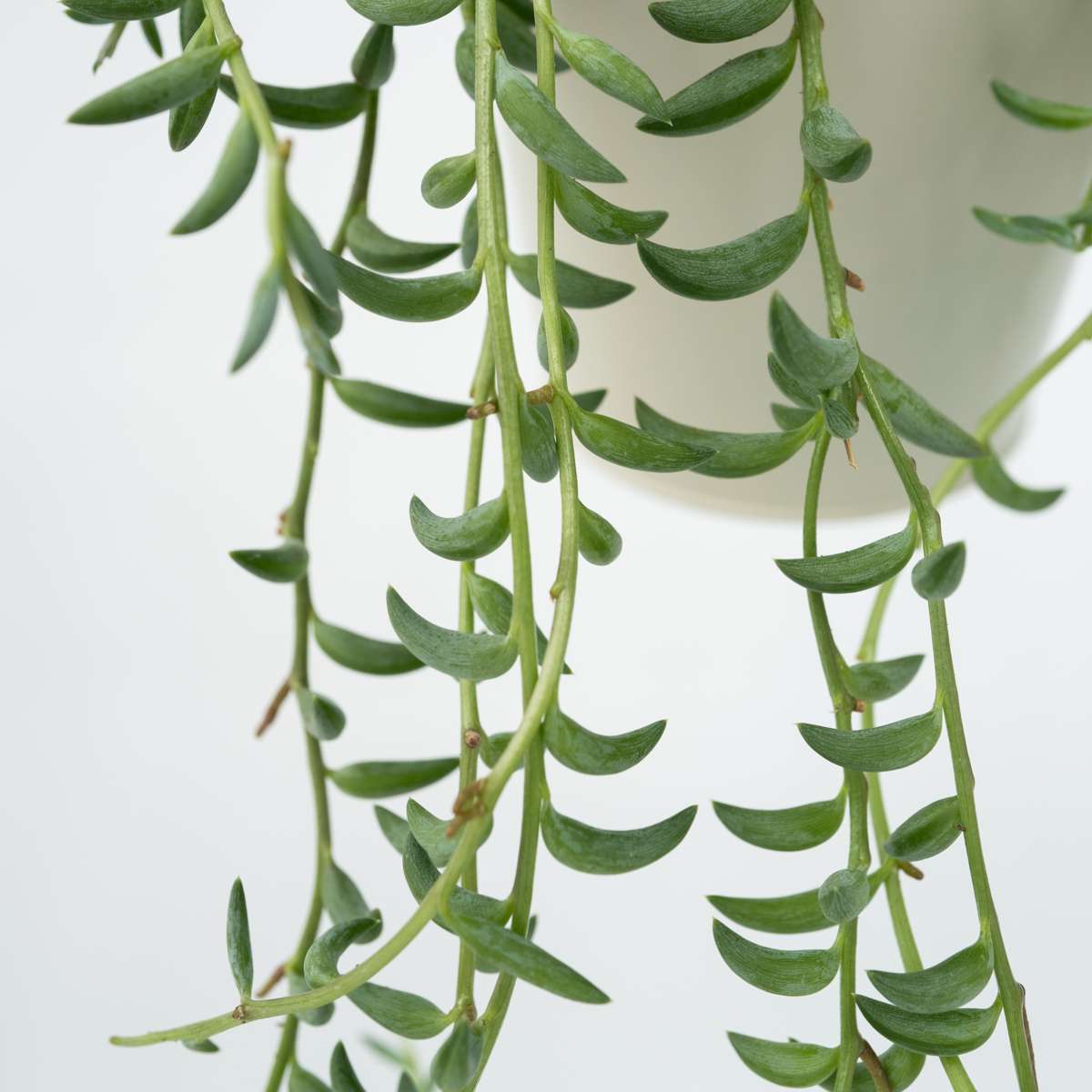Senecio Radicans String of Bananas Plant - Height 10-20cm