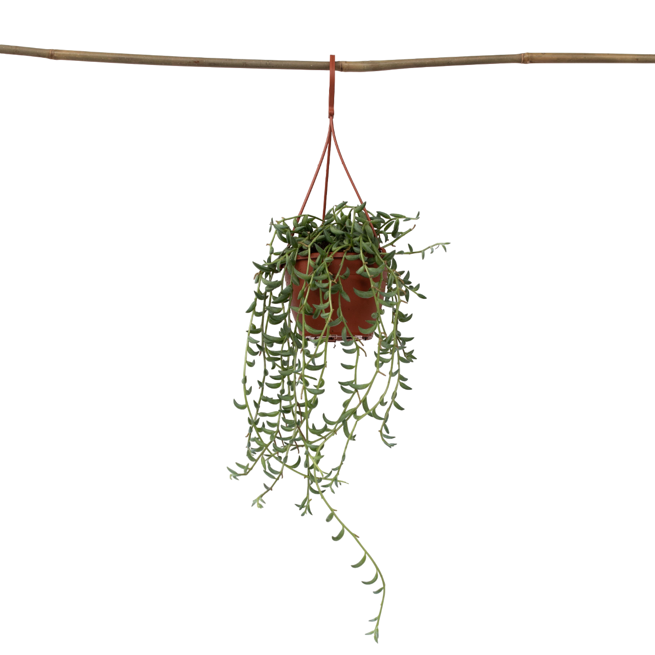 Senecio Radicans String of Bananas Plant - Height 10-20cm