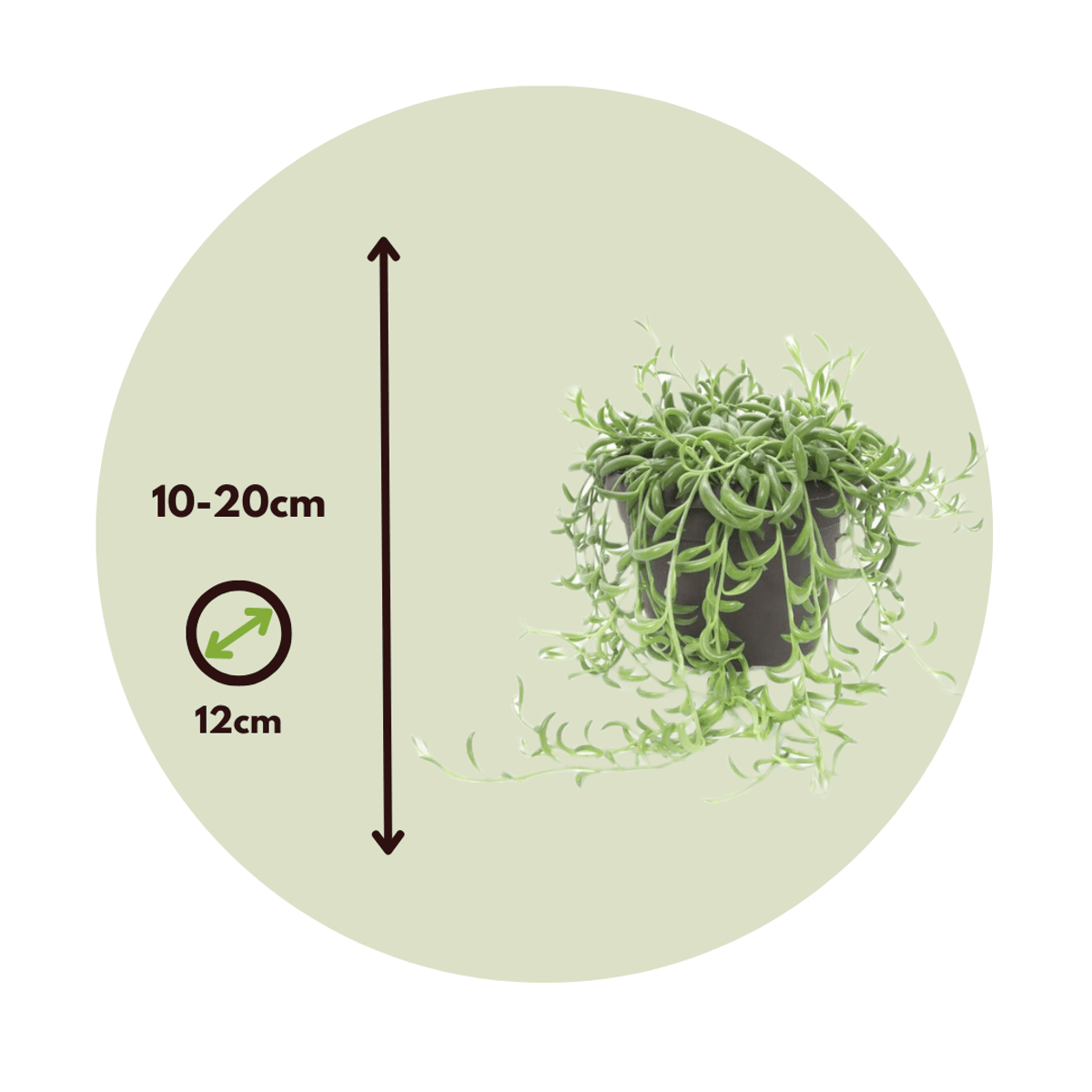 4232121_Size_Indicator_1_e570c72d-3a3e-4e89-bb95-ee2296aaf724