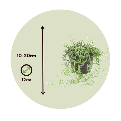 4232121_Size_Indicator_1_e570c72d-3a3e-4e89-bb95-ee2296aaf724