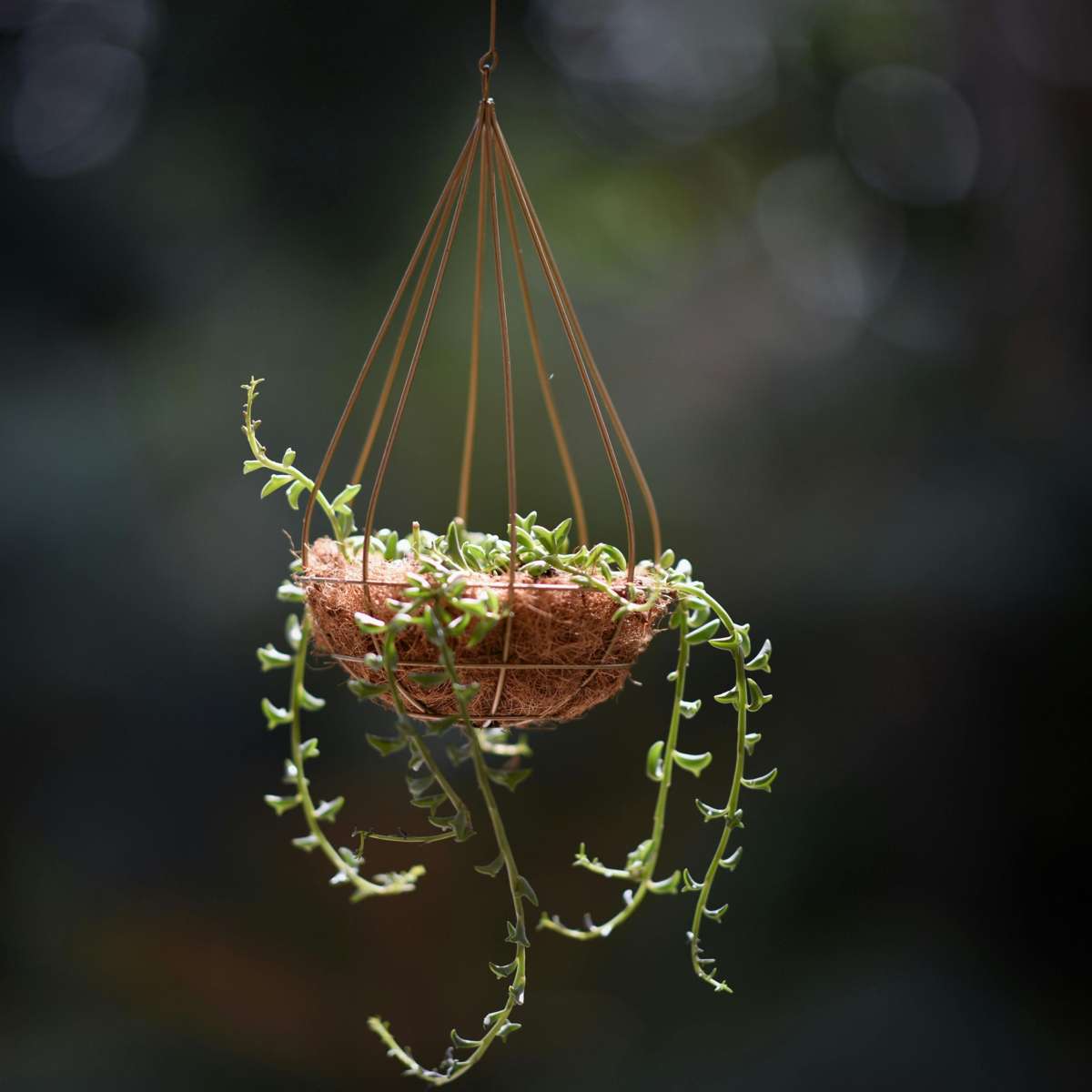 String of Dolphins Plant Senecio Peregrinus - Height 10-20cm