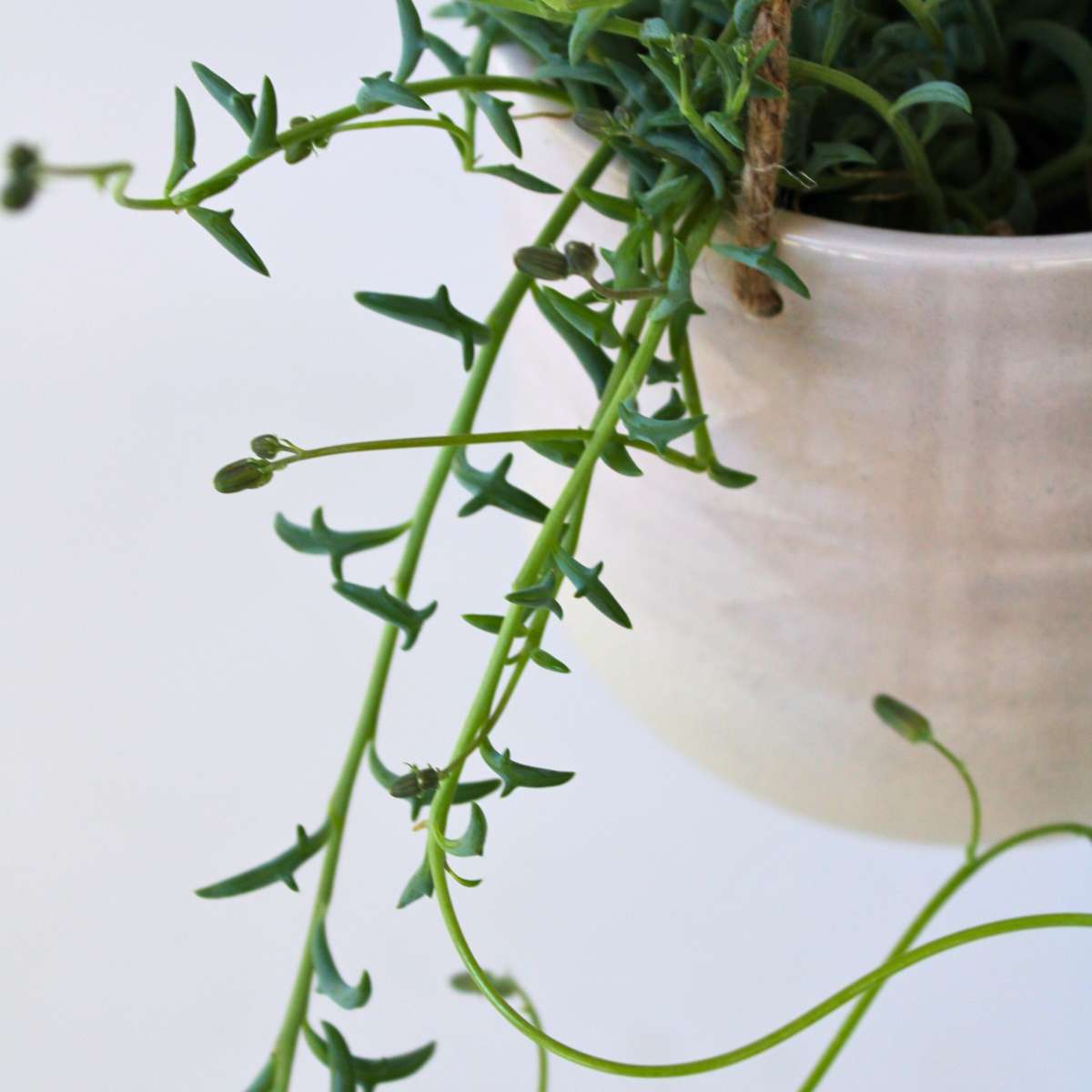 String of Dolphins Plant Senecio Peregrinus - Height 10-20cm