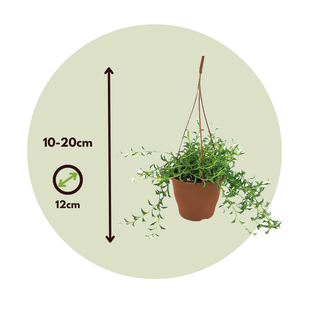 String of Dolphins Plant Senecio Peregrinus - Height 10-20cm