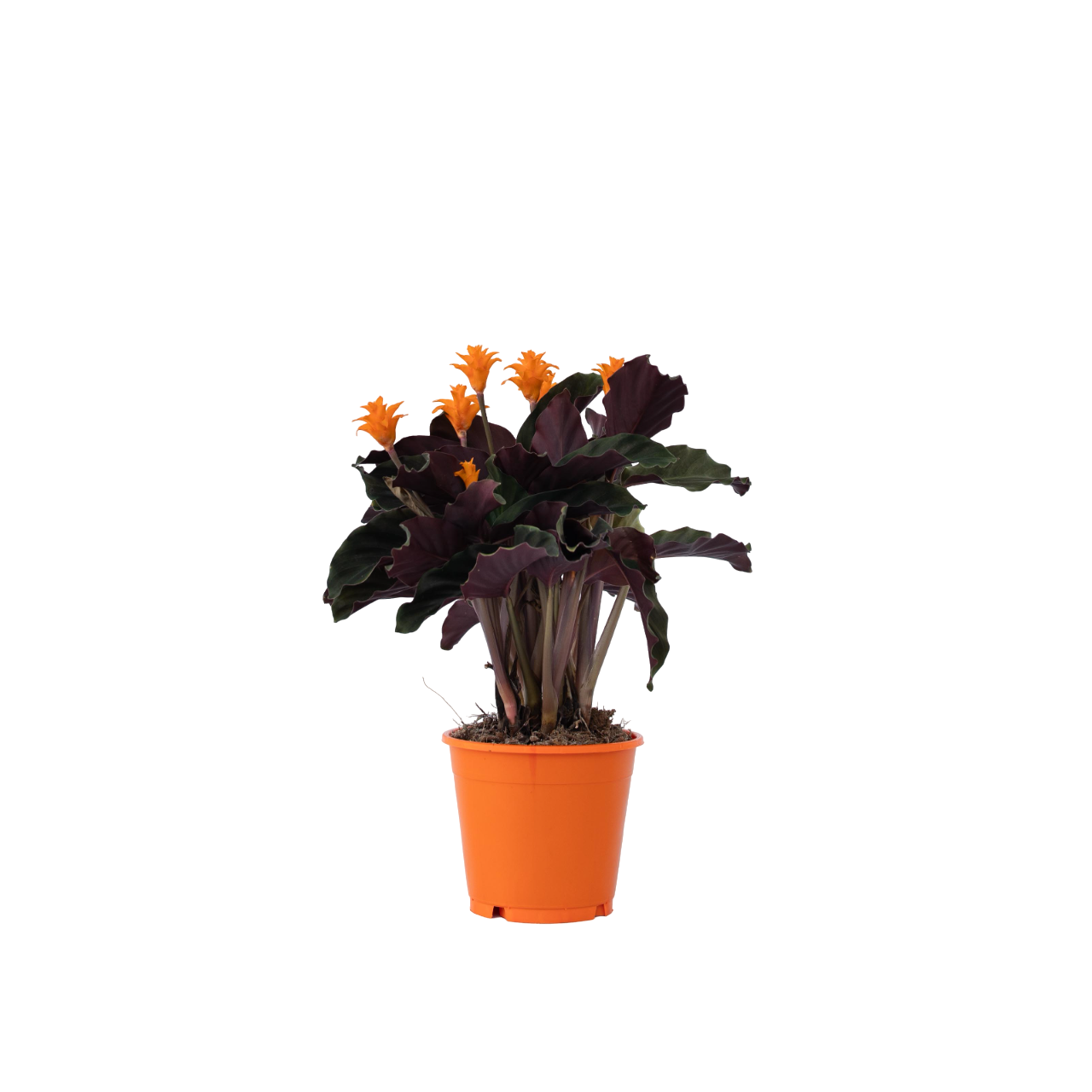 Calathea Crocata Tassmania Prayer Plant - Height 40-50cm