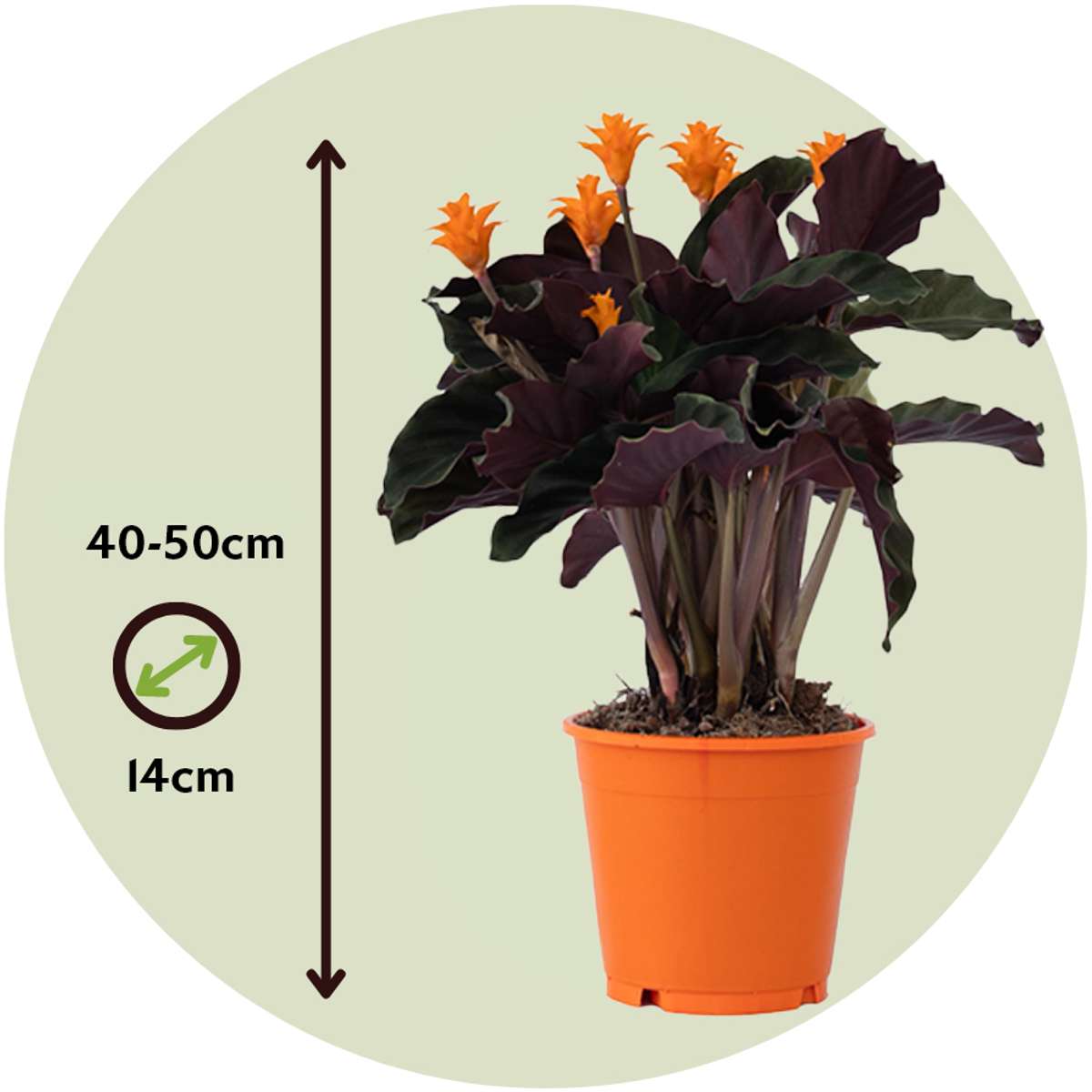 Calathea Crocata Tassmania Prayer Plant - Height 40-50cm