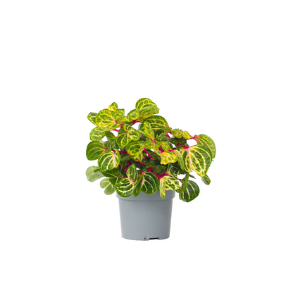 Iresine Herbstii Bloodleaf plant - Height 20-30cm