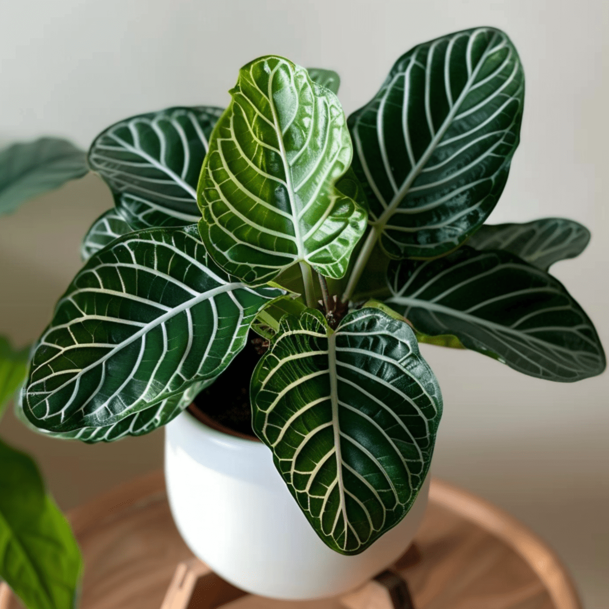 4510131_Atmosphere_01_SQ_cjstfx_812277fa-a335-43b9-8867-7e69482fbb65