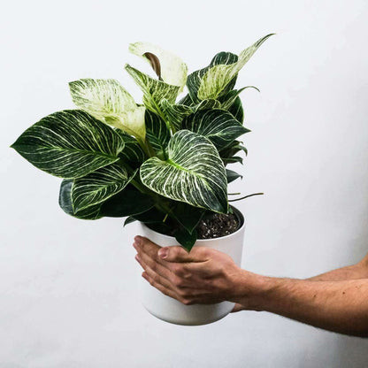 4510134_Atmosphere_01_SQ_a7fef269-37d7-4a46-b6f8-3080d1539e4b