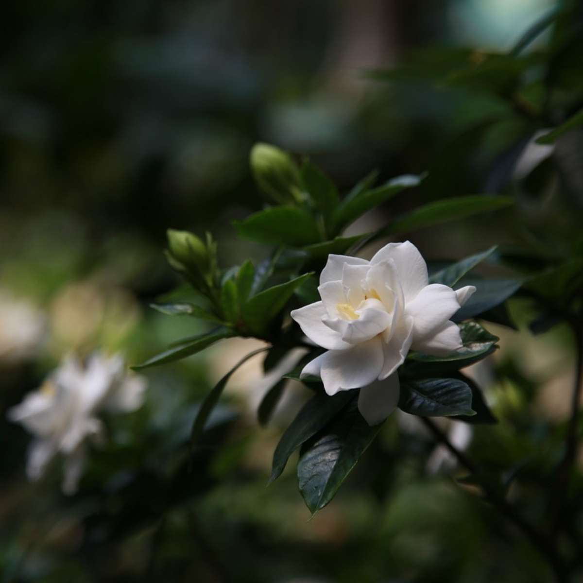 Cape Jasmine Gardenia Jasminoides Plant - Height 20-30cm
