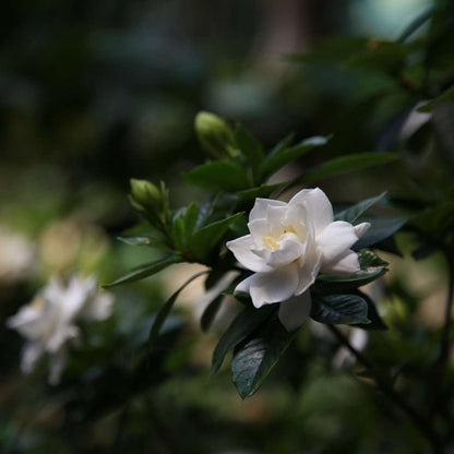 Cape Jasmine Gardenia Jasminoides Plant - Height 20-30cm