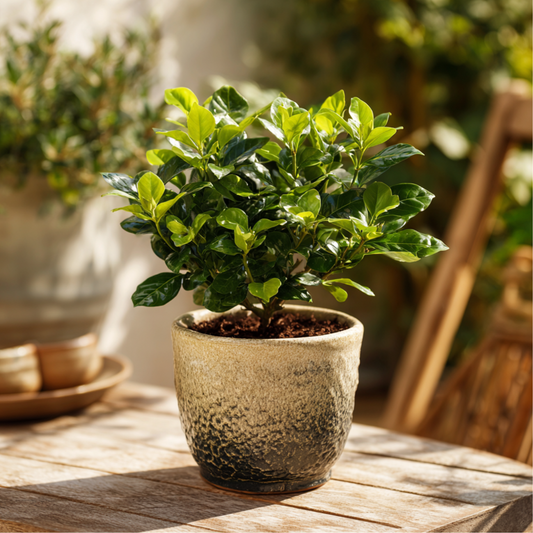 Cape Jasmine Gardenia Jasminoides Plant - Height 20-30cm