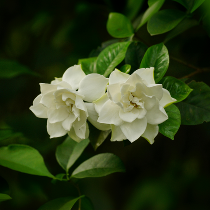 Cape Jasmine Gardenia Jasminoides Plant - Height 20-30cm
